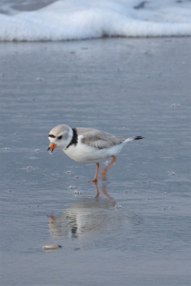 Piping Plover - ML627738862