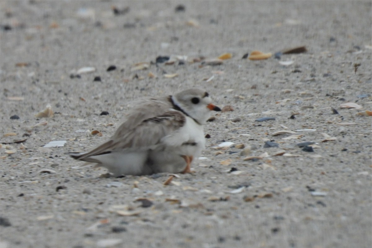 Piping Plover - ML627738863