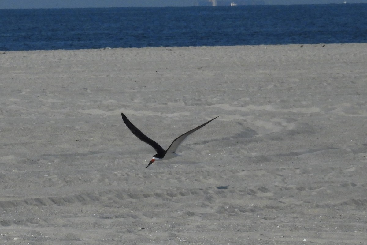 Black Skimmer - ML627738875