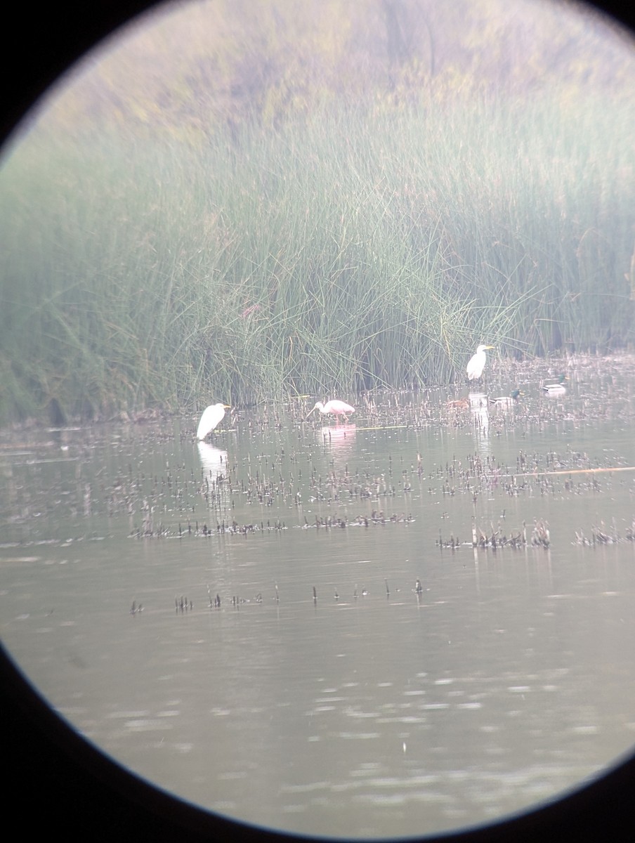 Roseate Spoonbill - ML627738876