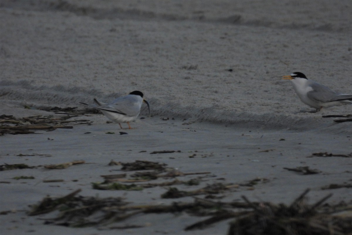 Least Tern - ML627738882