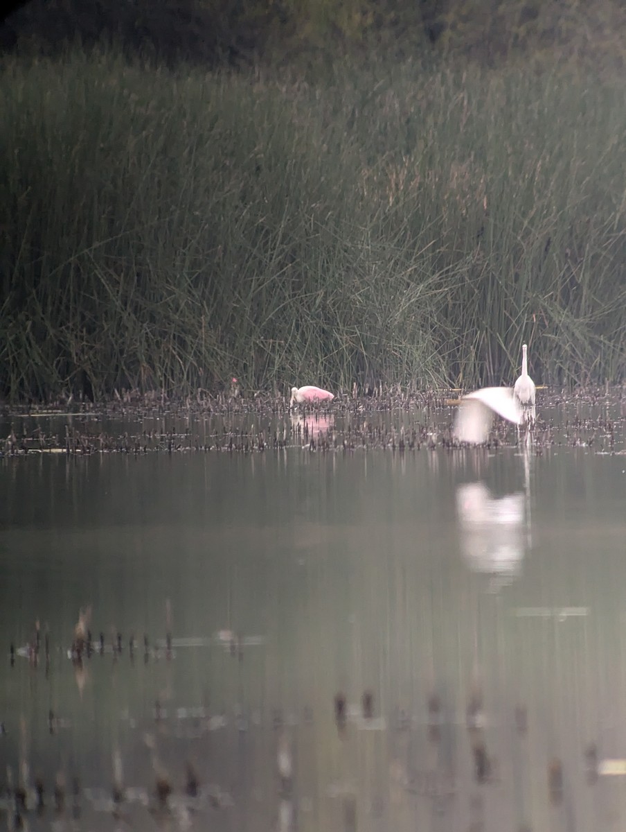 Roseate Spoonbill - ML627738898