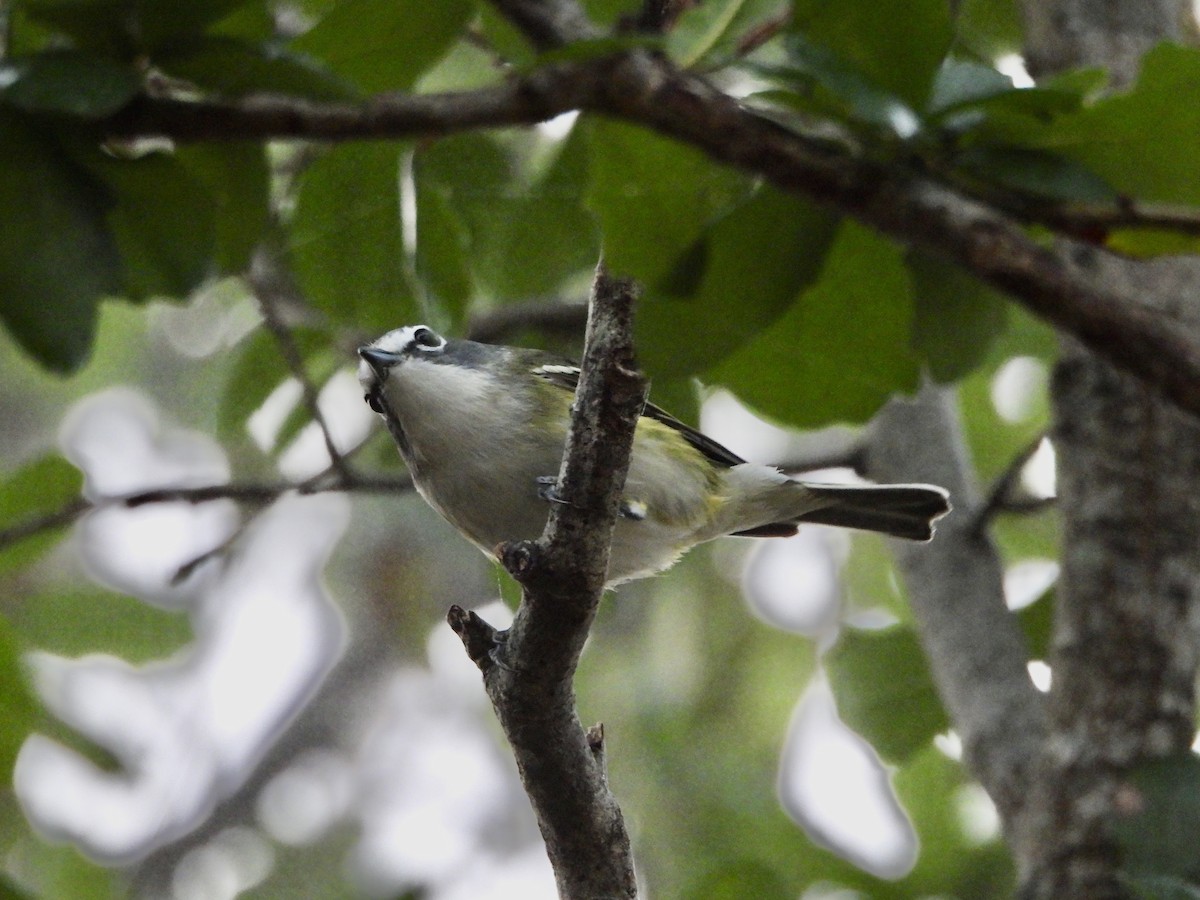 Mavi Başlı Vireo - ML627738926