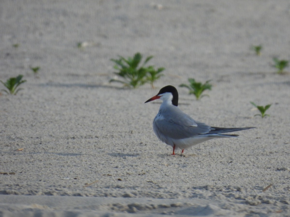 Common Tern - ML627739001