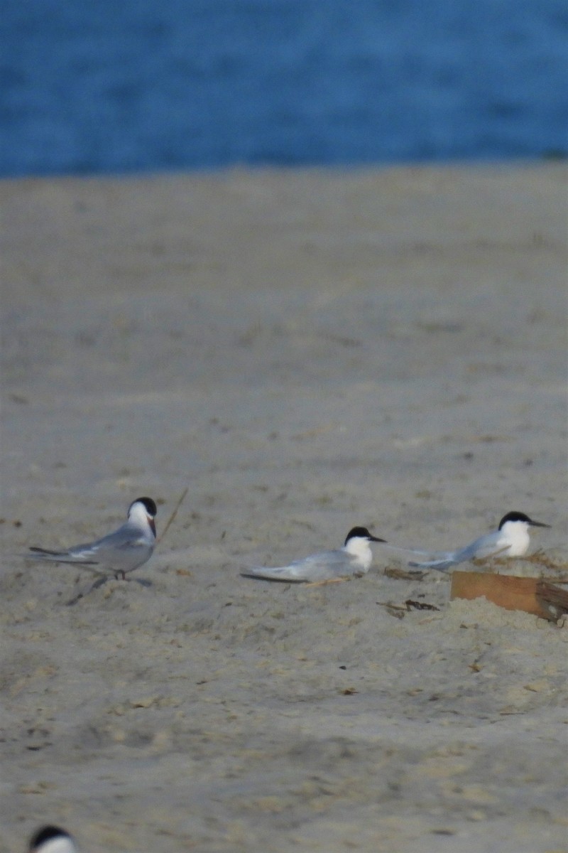 Roseate Tern - ML627739012