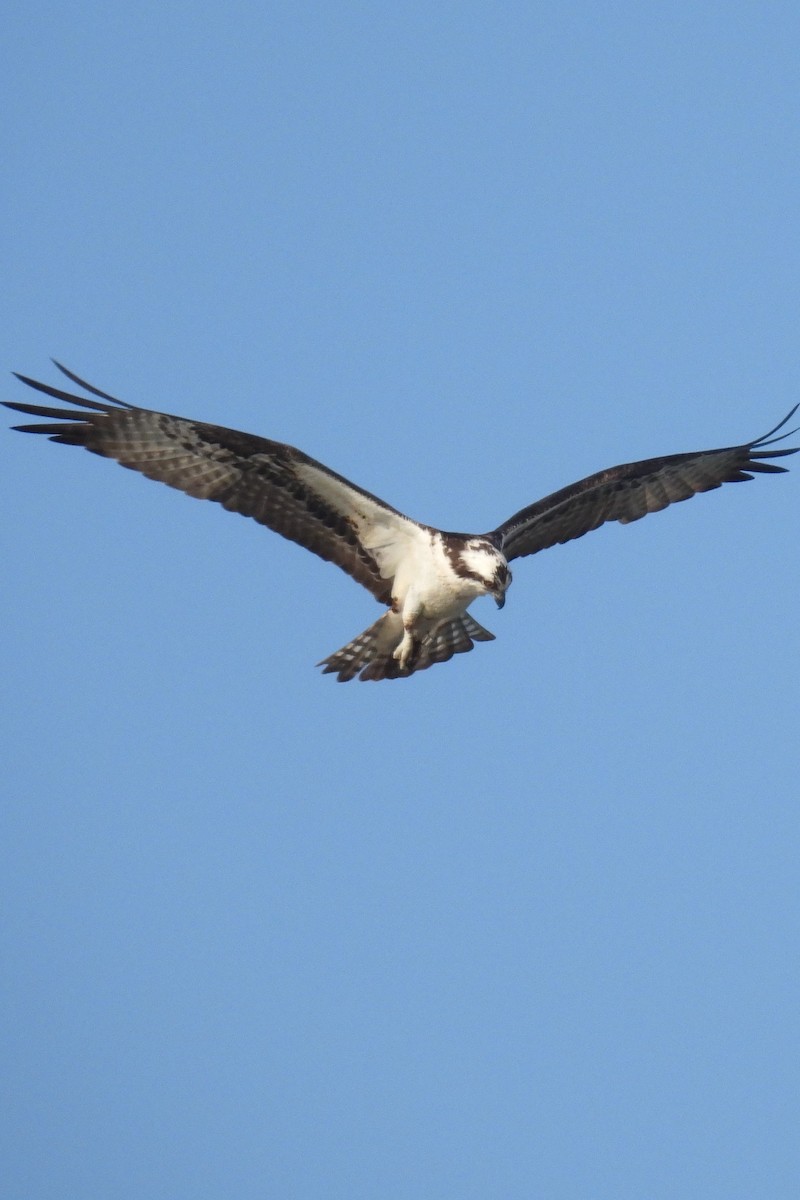 Osprey - ML627739024