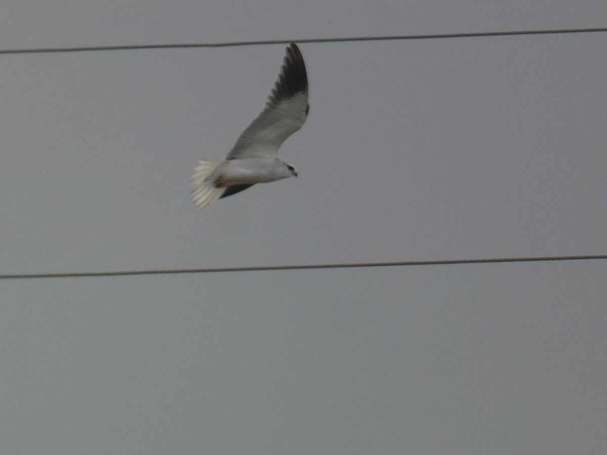 Black-winged Kite - ML627739070