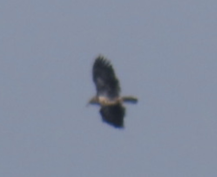 Bald Eagle - ML627739200