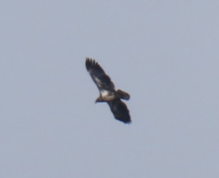 Bald Eagle - ML627739206