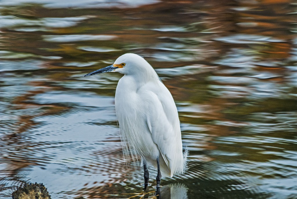 Snowy Egret - ML627739215