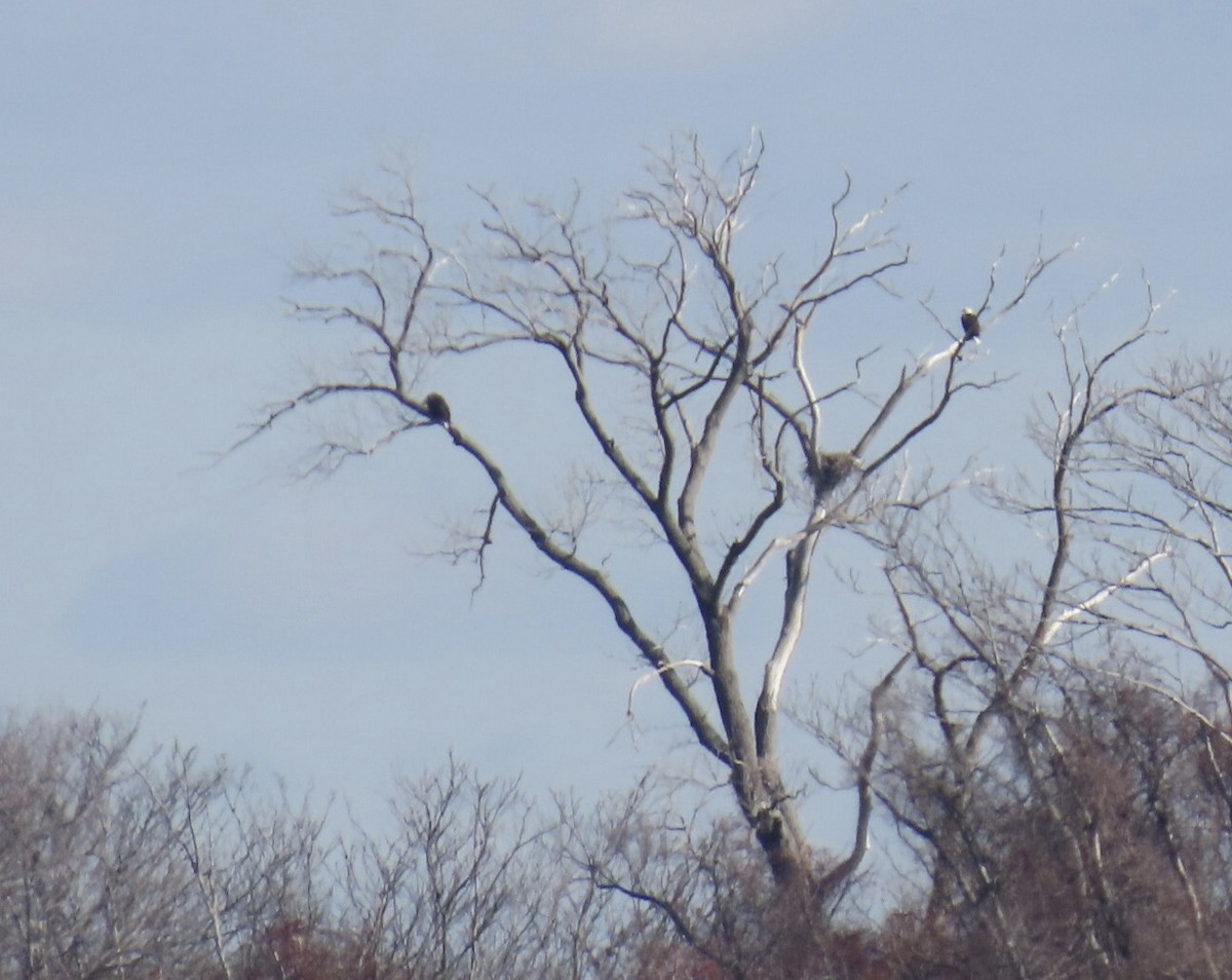 Bald Eagle - ML627739216