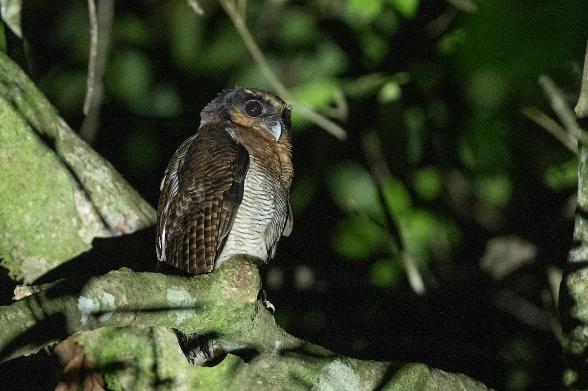Brown Wood-Owl (Bornean) - ML627739220