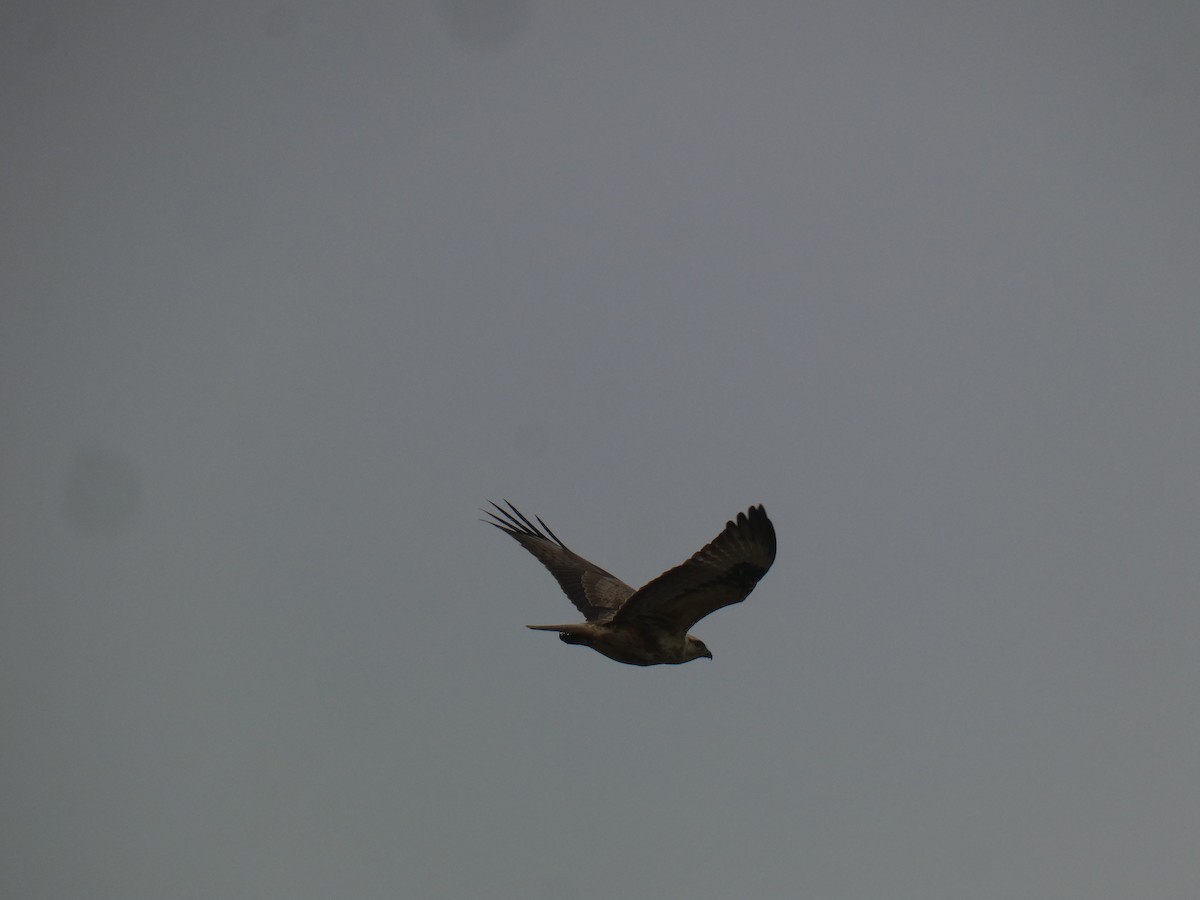 Long-legged Buzzard - ML627739221