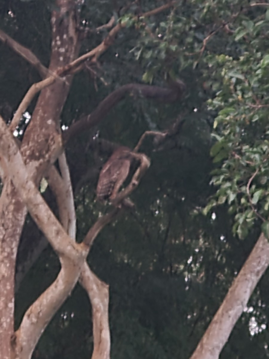 ミナミシマフクロウ - ML627739238