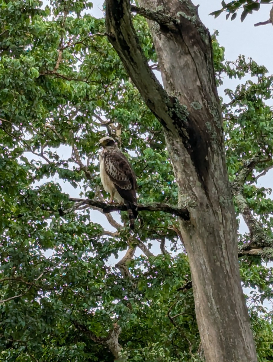 カンムリワシ - ML627739270