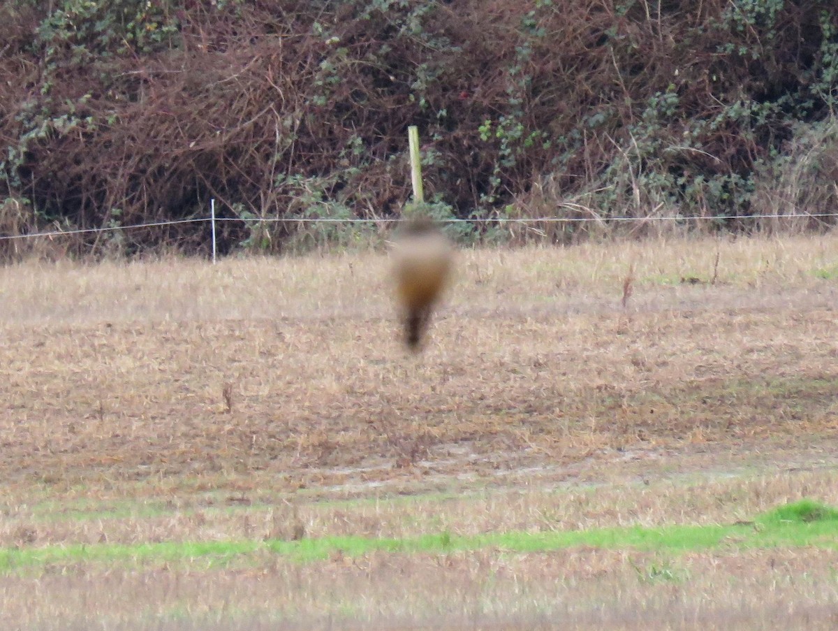 Say's Phoebe - ML627739289