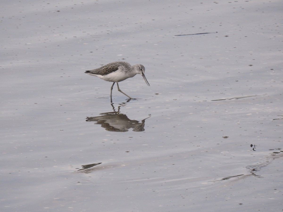 Common Greenshank - ML627739449