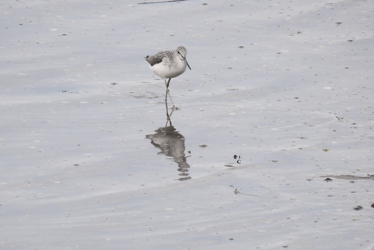Common Greenshank - ML627739454