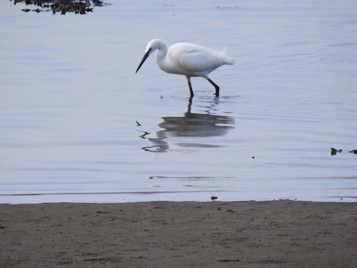Little Egret - ML627739463