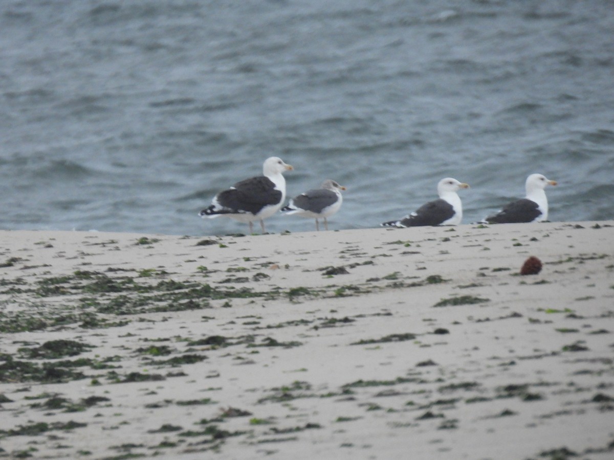 Lesser Black-backed Gull - ML627739469