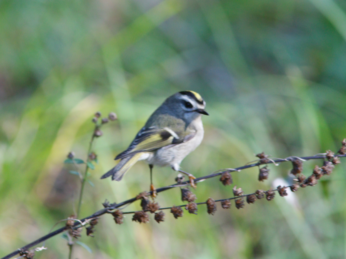 Golden-crowned Kinglet - ML627739470