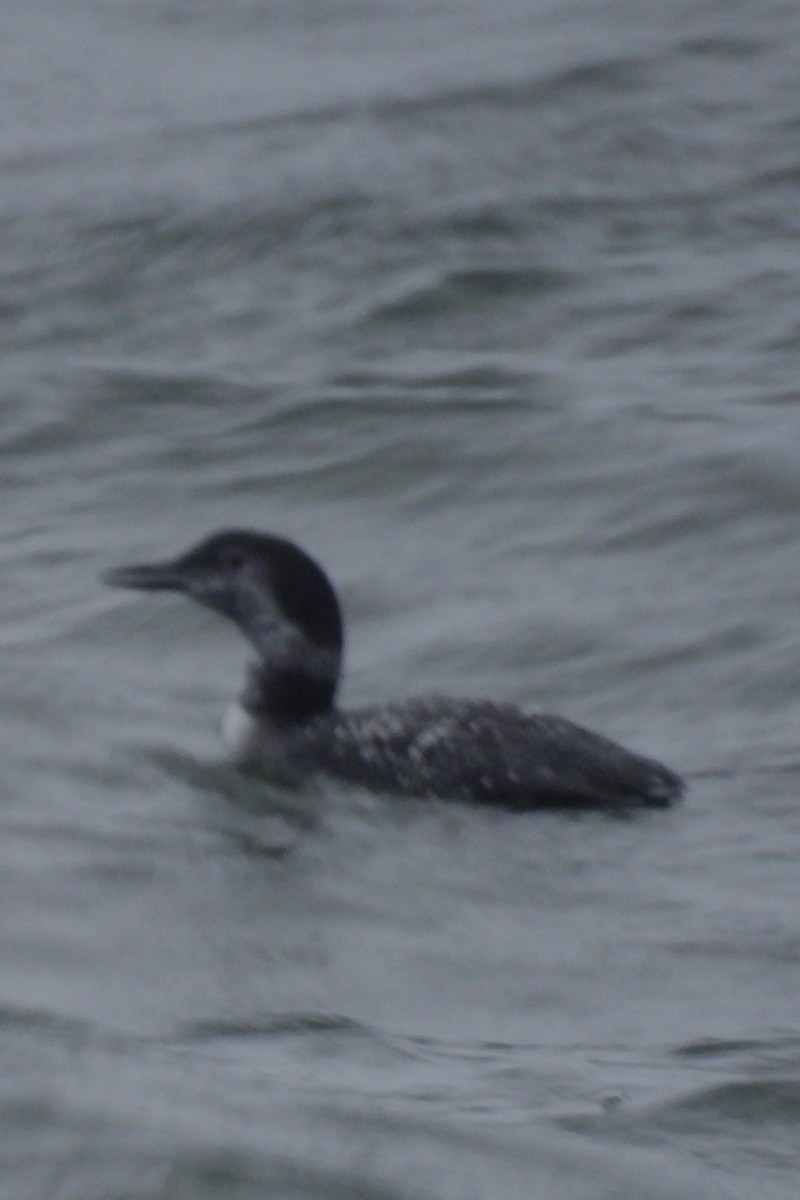 Common Loon - ML627739481