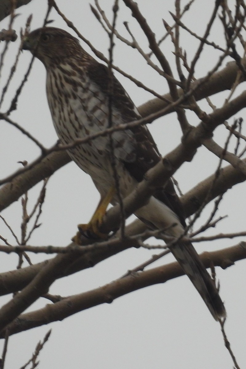 Cooper's Hawk - ML627739510