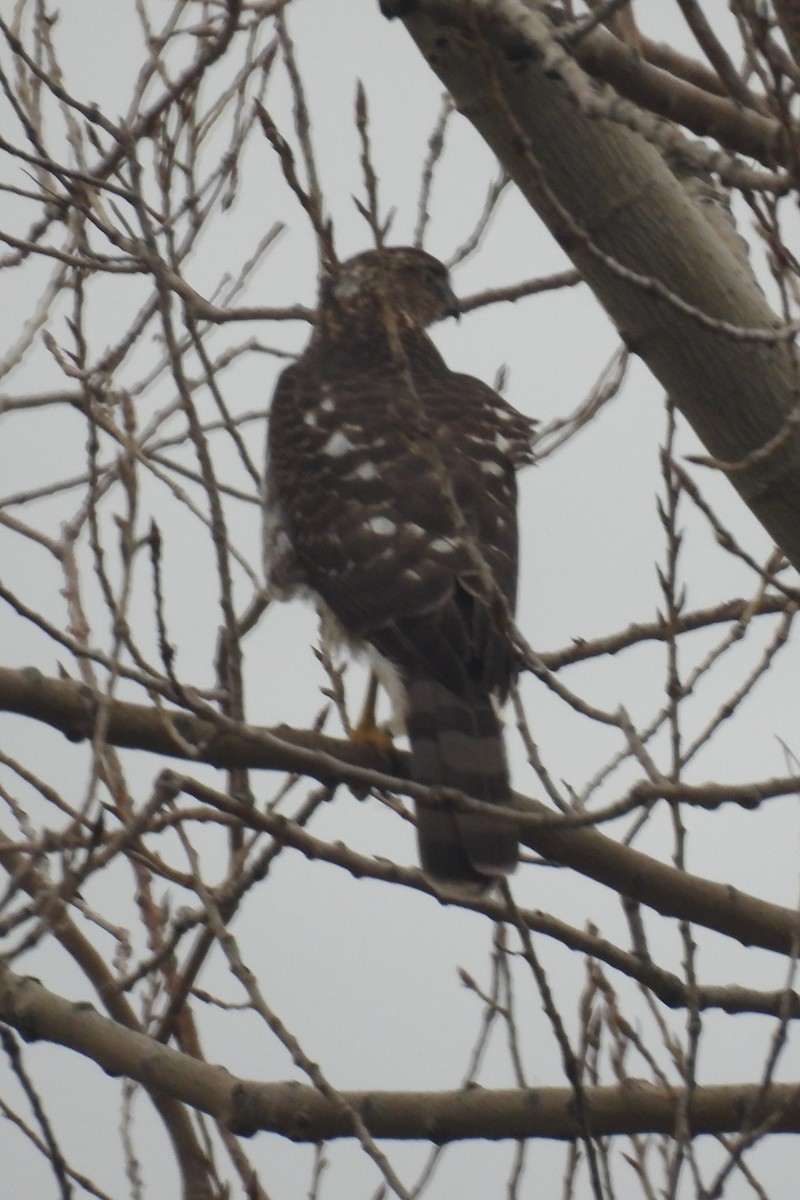 Cooper's Hawk - ML627739511