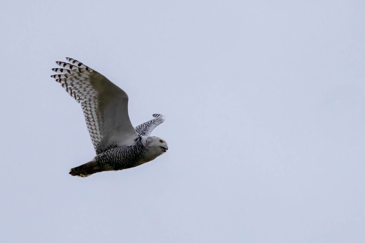 Snowy Owl - ML627739518