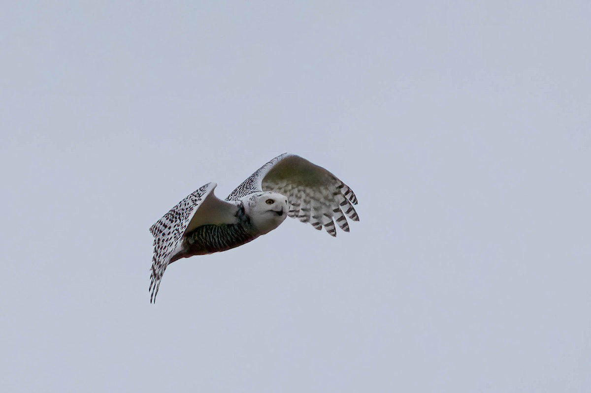 Snowy Owl - ML627739519