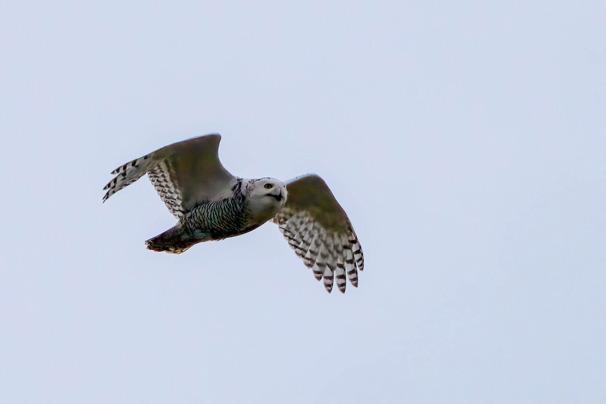 Snowy Owl - ML627739520