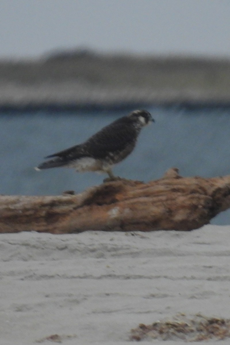 Peregrine Falcon - ML627739538