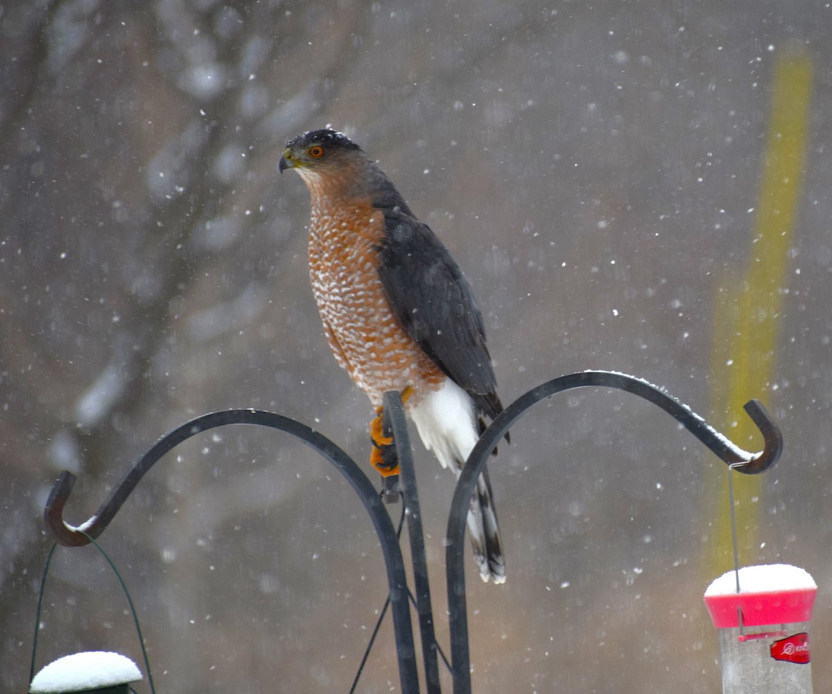 Cooper's Hawk - ML627739608