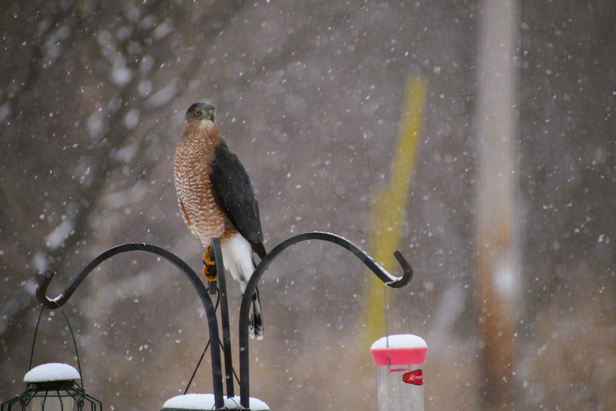 Cooper's Hawk - ML627739609