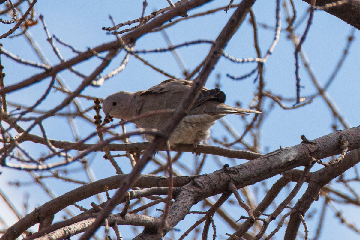 Mourning Dove - ML627739684
