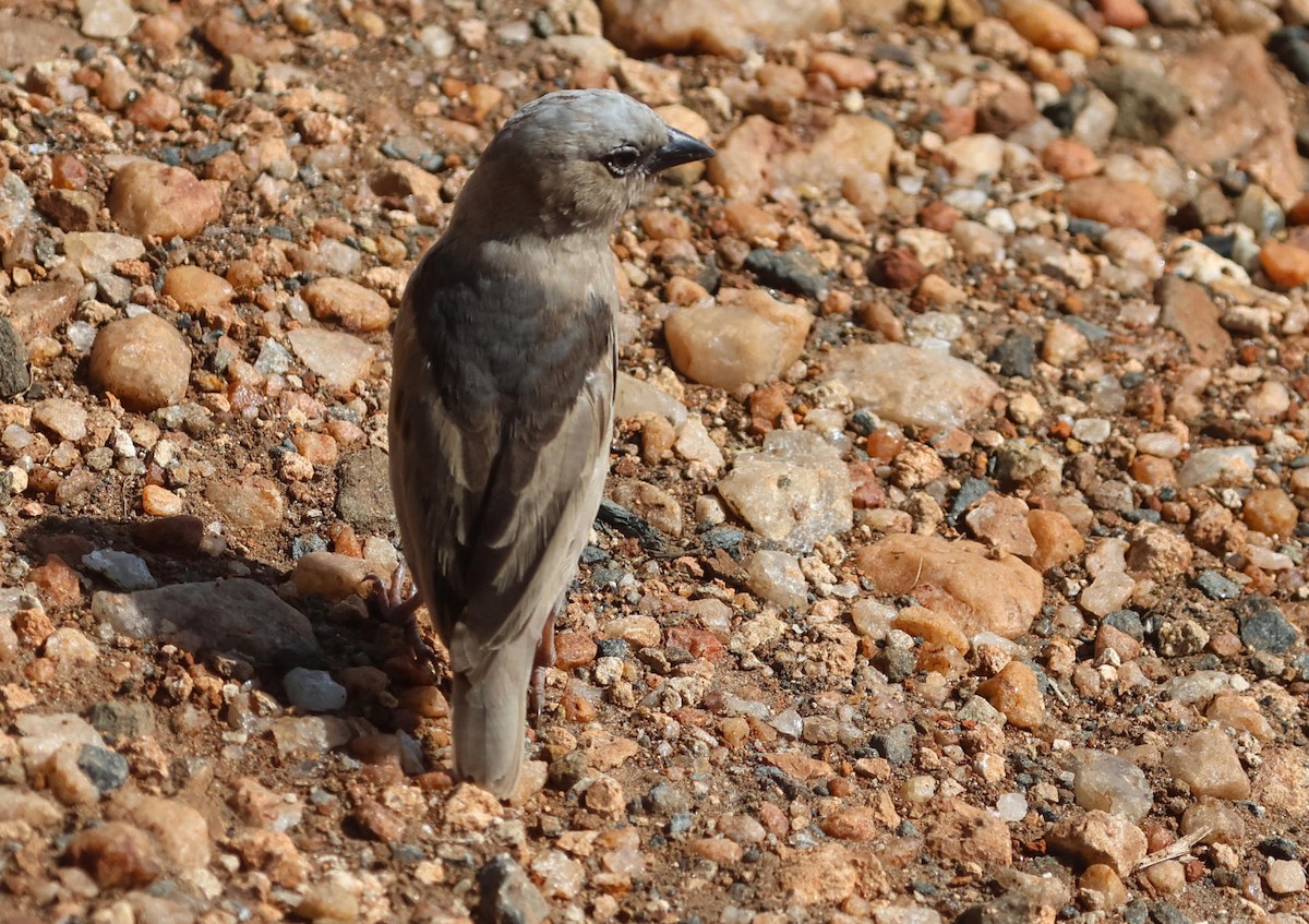 Gray-capped Social-Weaver - ML627739732