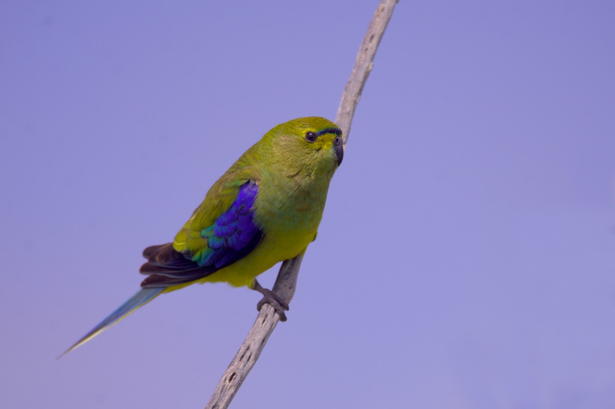 Blue-winged Parrot - ML627739741