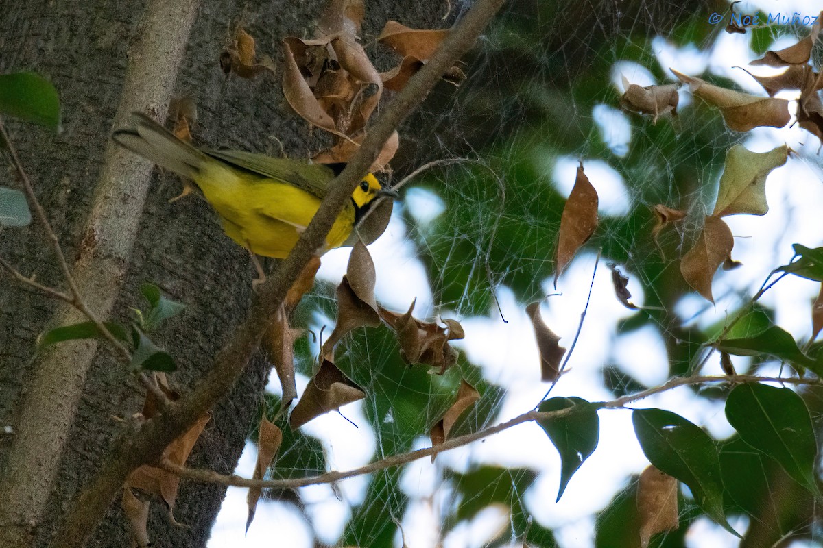 Hooded Warbler - ML627739774