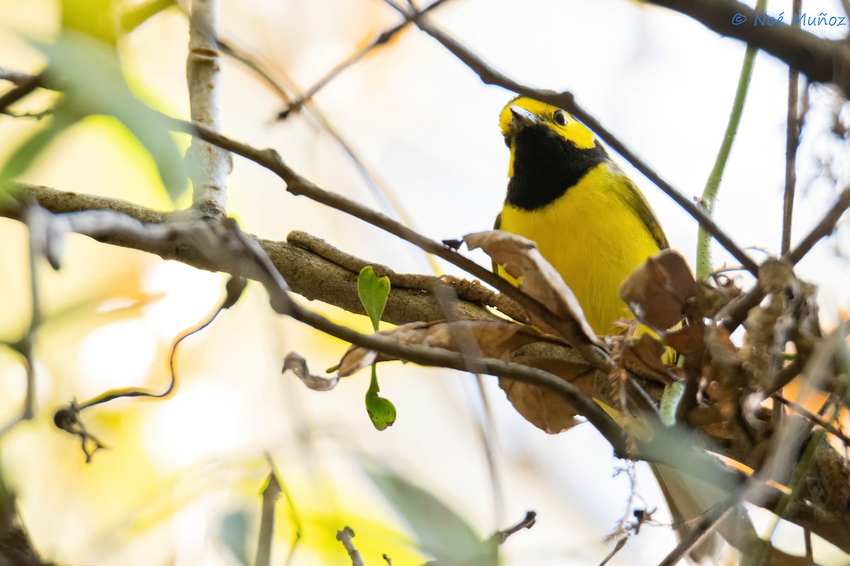 Hooded Warbler - ML627739775