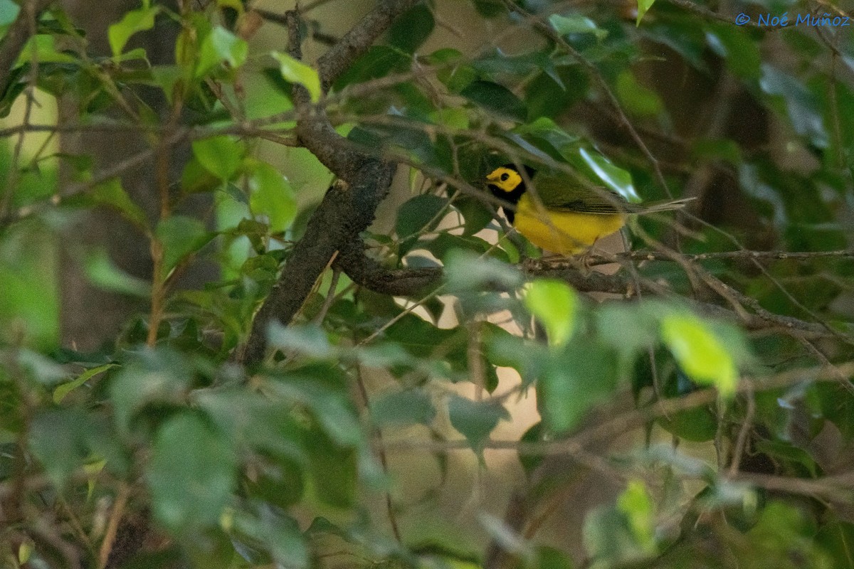 Hooded Warbler - ML627739777