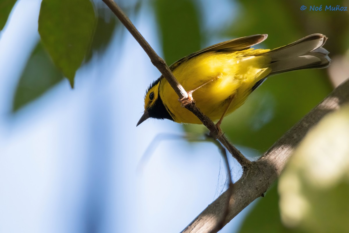 Hooded Warbler - ML627739778