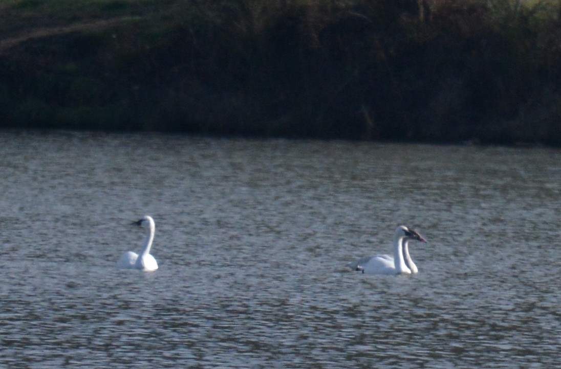 Tundra Swan - ML627739799