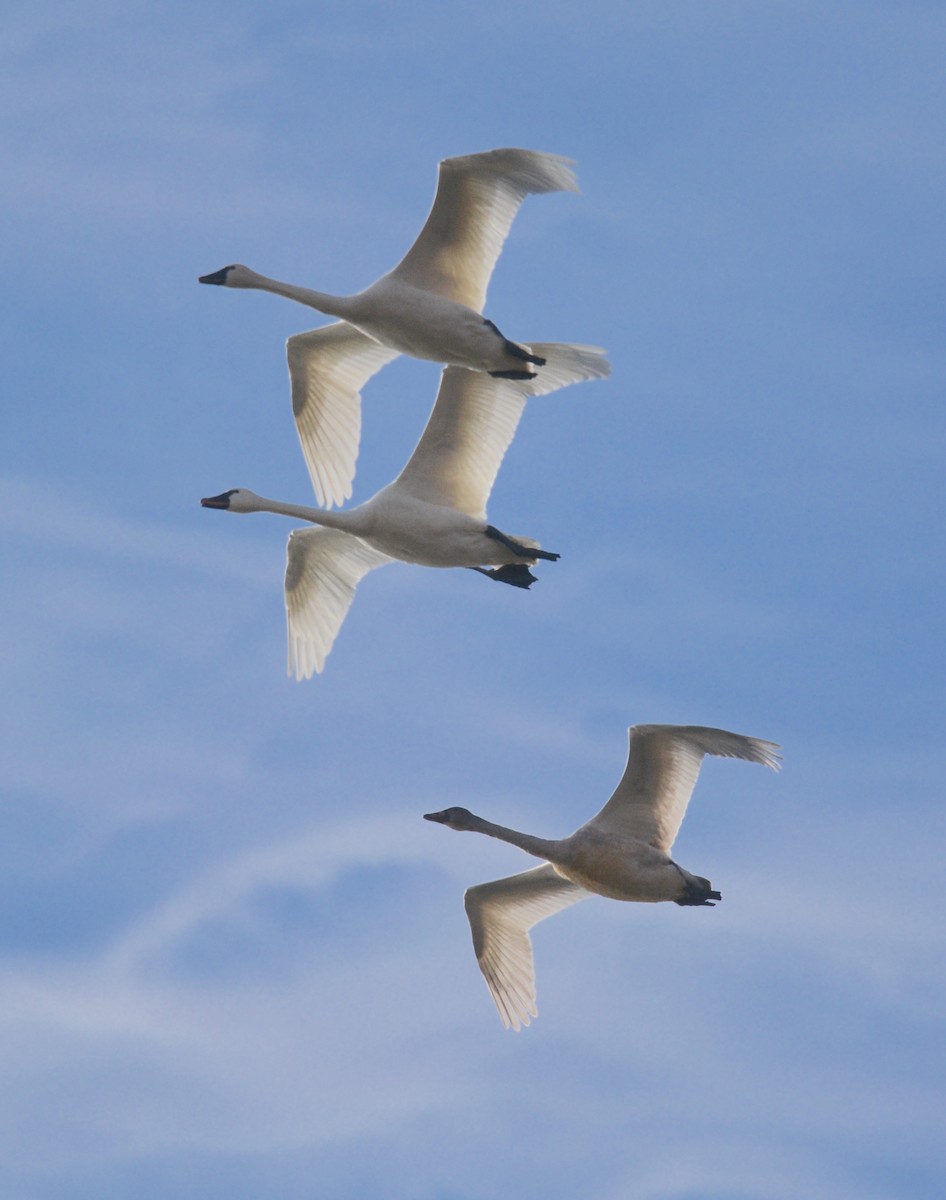 Tundra Swan - ML627739800