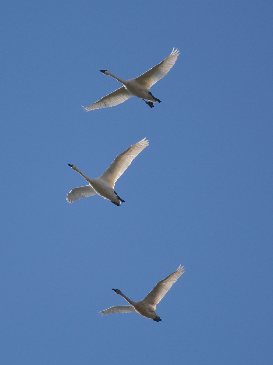 Tundra Swan - ML627739801