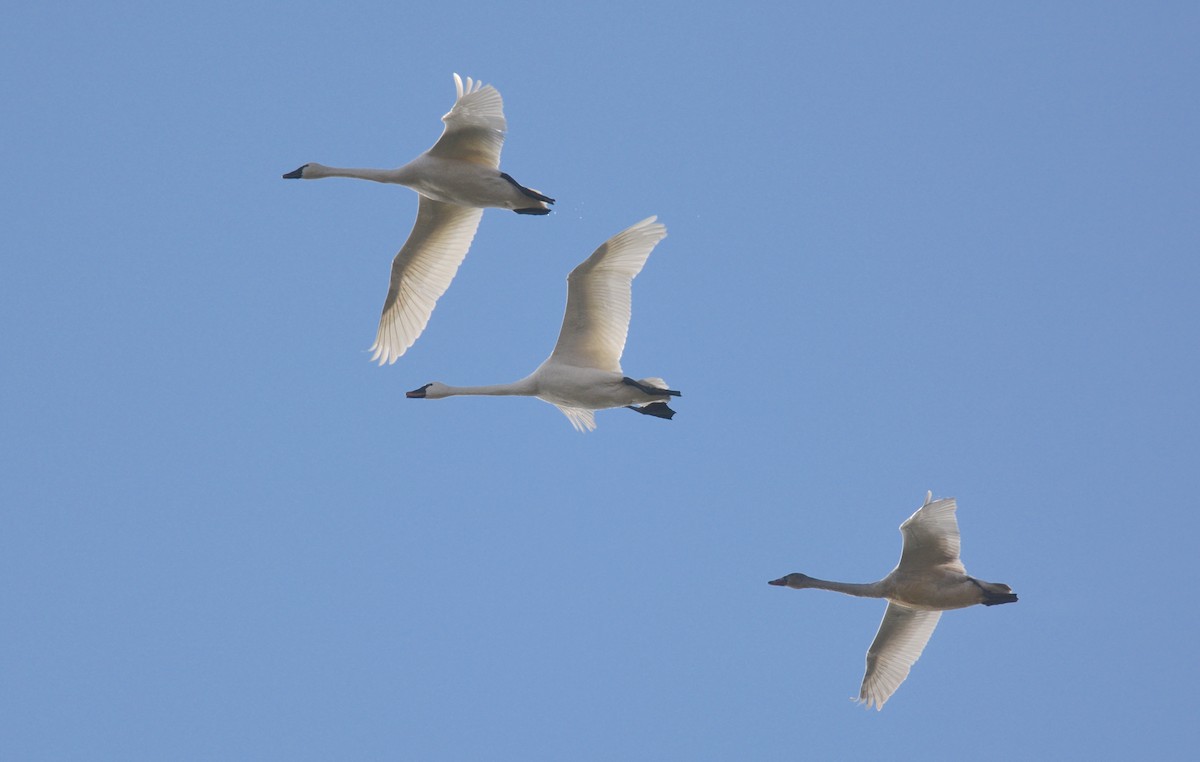 Tundra Swan - ML627739802