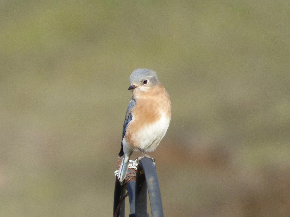 Eastern Bluebird - ML627739999