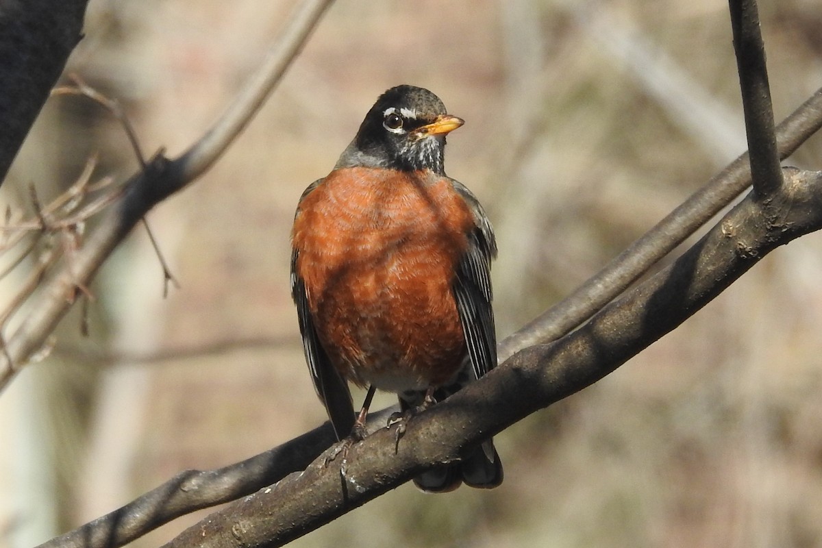 Zozo papargorria - ML627740130