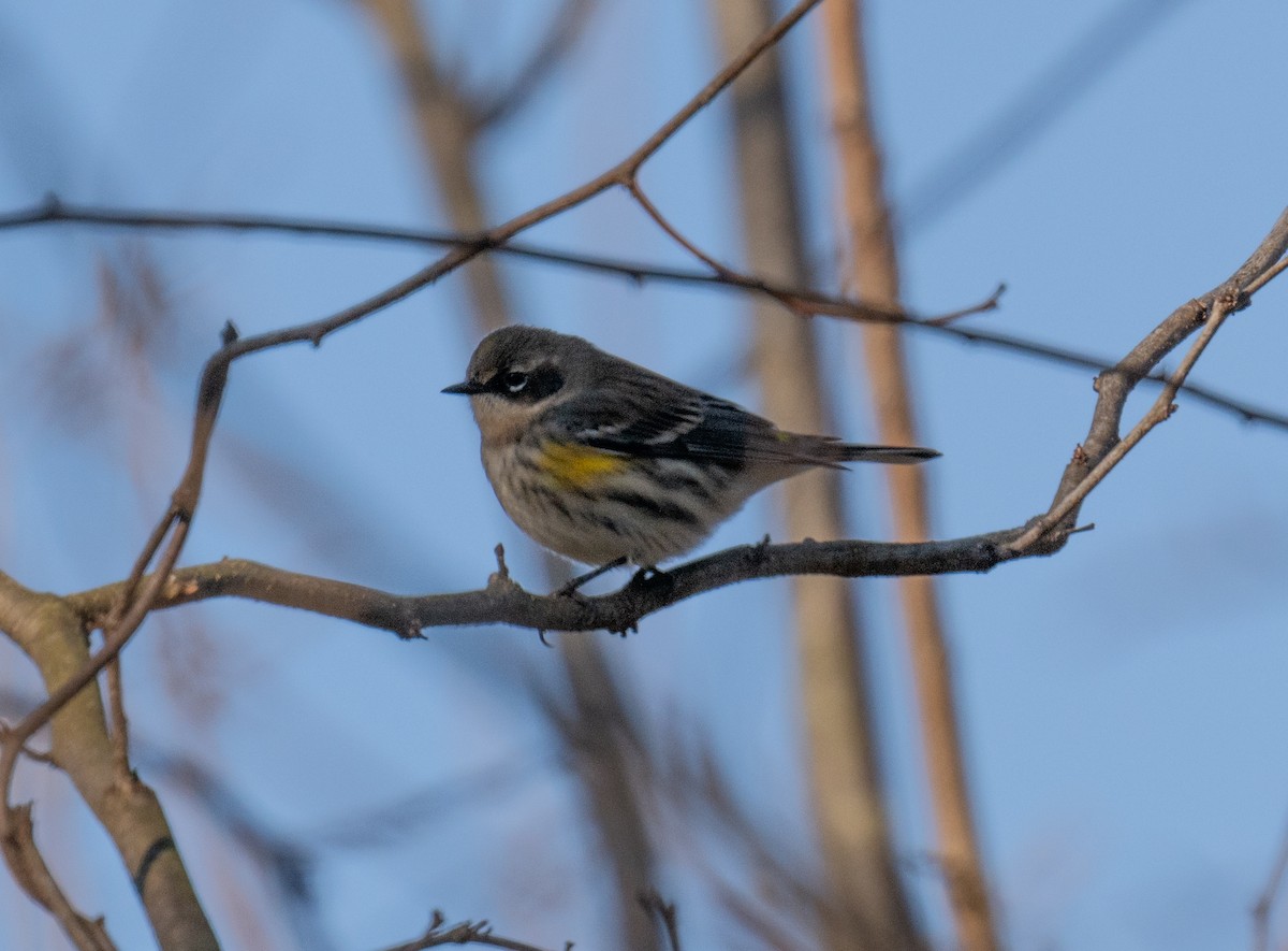 Yellow-rumped Warbler - ML627740143