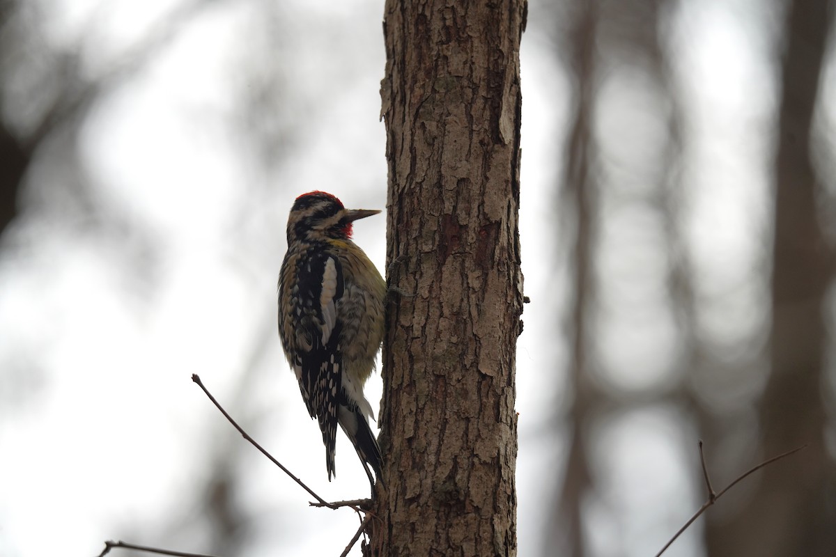 Yellow-bellied Sapsucker - ML627740189