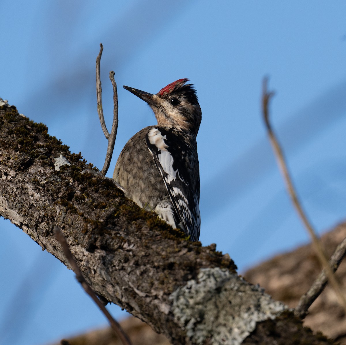 Yellow-bellied Sapsucker - ML627740213